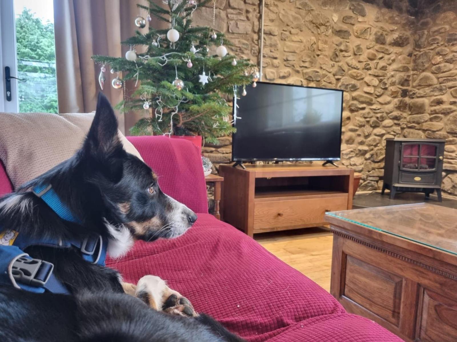 Pippin Lodge Llanwrda Kültér fotó